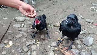 HOW TO FEED A HUNGRY CROW [upl. by Vicki]