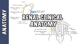 Kidneys  Clinical Anatomy renal anatomy [upl. by Egres]