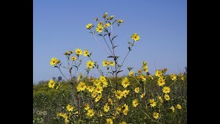 How to Grow Tall Sunflower From Seed Helianthus Giganteus [upl. by Ahsilrae]