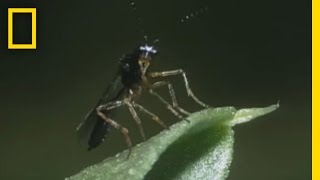 BodySnatching Wasp Larvae Eat Aphids Alive  National Georgraphic [upl. by Latoye214]