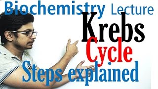 Krebs cycle [upl. by Ocana]