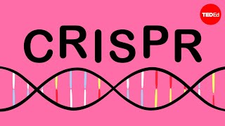 How CRISPR lets you edit DNA  Andrea M Henle [upl. by Mutat]