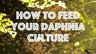 How To Feed Your Daphnia Culture [upl. by Bibbie]