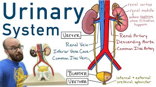 Urinary System  Structure Function Plastinated Kidney and Bladder 3D Model [upl. by Philipp]