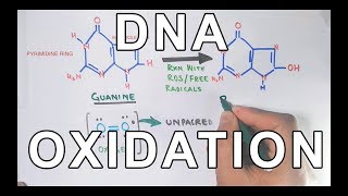 DNA Oxidation  DNA Damage by ROS [upl. by Eentirb642]