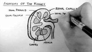 Renal Anatomy 1  Kidney [upl. by Bord]