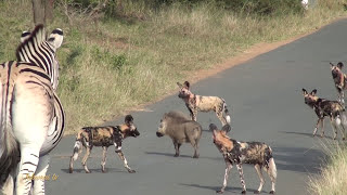 Smart Brave Warthog Outwits Pack of Wild Dogs [upl. by Alaster759]