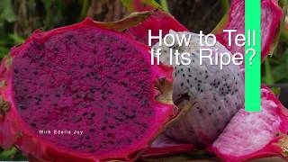 How to Tell When a Dragonfruit is Ripe  What it Tastes Like [upl. by Snider]