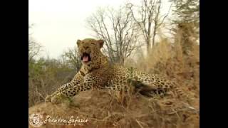 leopards mating close up [upl. by Yorke]