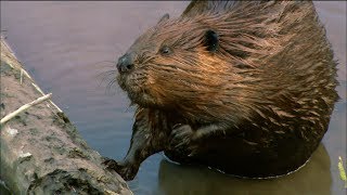 How Do Beavers Build Dams  Nature on PBS [upl. by Prentice]