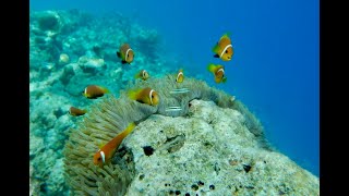 Snorkeling at Vilamendhoo [upl. by Zawde]