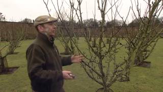 Winter pruning of fruit trees [upl. by Pammy]