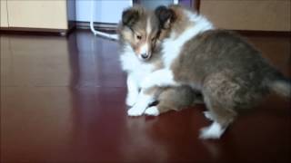 Sheltie puppies  7 weeks [upl. by Cheri360]