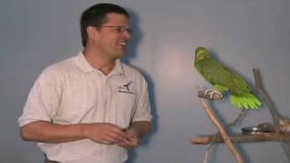 Moby the yellow naped Amazon parrot [upl. by Eissert]