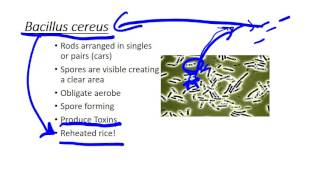 Bacillus cereus [upl. by Hadeehsar727]