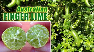 Australian FINGER LIME  Growing Citrus in Containers [upl. by Treve562]