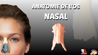 Anatomie de los nasal [upl. by Inram969]