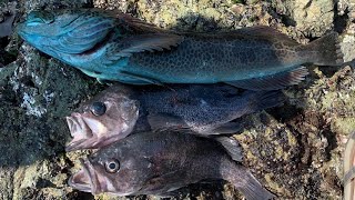 How to Catch LINGCOD and ROCKFISH From SHORE Northern California Rock Fishing [upl. by Trebor]