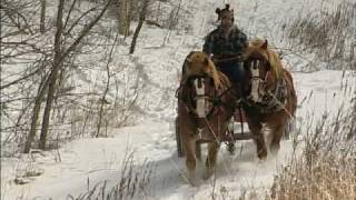 The Modern Horse Loggers of Minnesota [upl. by Arde]