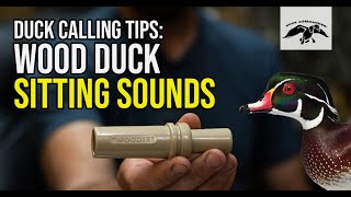 Wood Duck Calling Tips Sitting Sounds [upl. by Selmore]