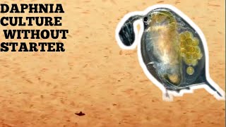 HOW TO CULTURE DAPHNIA NATURALLY WITHOUT A STARTER [upl. by Sgninnej]