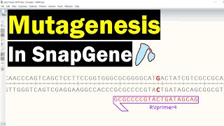 Simulate Mutagenesis In SnapGene [upl. by Ayirp]