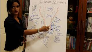 DEVELOPMENT OF THE KIDNEYHUMAN EMBRYOLOGY DR ROSE JOSE [upl. by Aitnis]