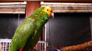 Johnny our Double yellow Headed Amazon Parrot [upl. by Elkraps]