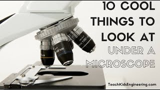 10 Cool Things to View Under a Microscope [upl. by Ivgnout]