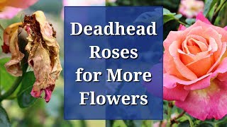 Deadhead Roses for More Flowers [upl. by Spears253]