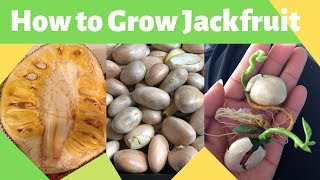 How to Grow Jackfruit from Seed [upl. by Mayhs]