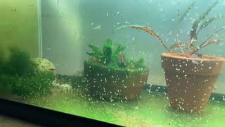 Daphnia Culturing Snails or no snails [upl. by Assiled174]