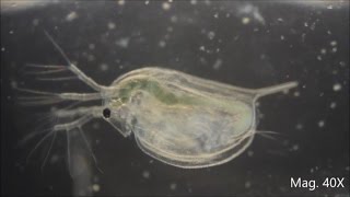 Daphnia magna under the Microscope [upl. by Capone]