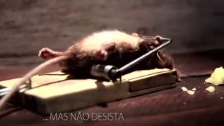 Motivação  Aprenda Resiliência com o Ratinho  engraçado [upl. by Anoj]