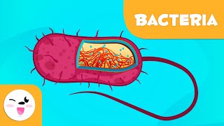 What are bacteria  Science for Kids [upl. by Mariele]