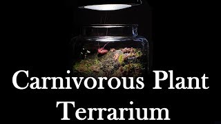 Growing Carnivorous Plants E3 Terrarium Update [upl. by Keegan262]