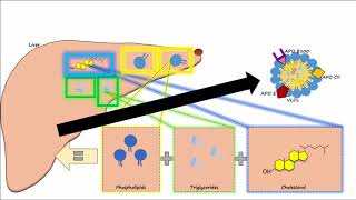 Lipase Test  Theory amp Results [upl. by Lianna]