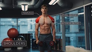 Exercise Anatomy Shoulders Workout  Pietro Boselli [upl. by Notlimah480]