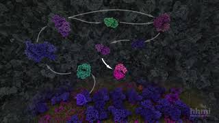 Glycolysis  HHMI BioInteractive Video [upl. by Nosyt]