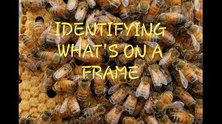 Honeycomb Identification How To Read Frames For New Beekeepers [upl. by Fenn]