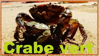 Carcinus maenas  Linnaeus 1758  Carcinidae  Crabe vert crabe enragé  26072016 [upl. by Einnej917]