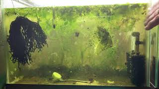 Scuds Daphnia Cherry Shrimp Copepods My aquatic food culture [upl. by Buchalter]