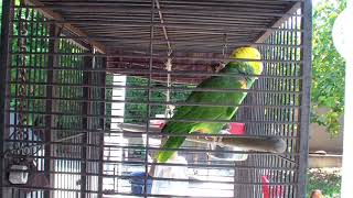 Talking Double Yellow Head Parrot  Gordy [upl. by Nove]