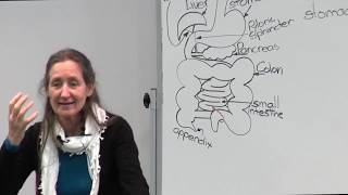 Barbara ONeill  Part 13 Improving health through digestion [upl. by Eirojam]