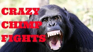 Chimpanzee Fighting at the Taipei Zoo [upl. by Atika548]