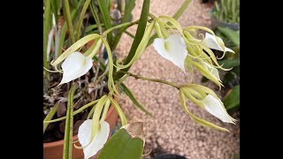 Brassavola amp Rhyncholaelia Care [upl. by Bettine323]