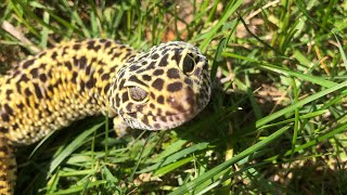 Leopard gecko in the “wild” [upl. by Marino786]