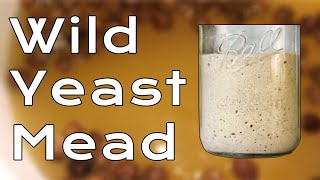 How to Make a Wild Yeast Mead [upl. by Stichter]