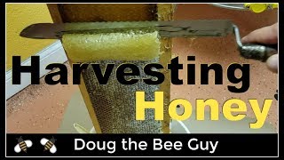 Harvesting Honey  How to harvest honey from a beehive [upl. by Worth]