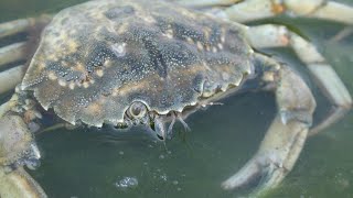 Facts The European Green Crab [upl. by Nodnar46]